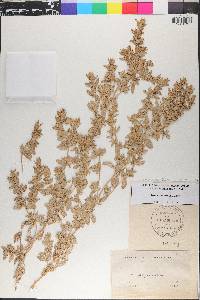 Atriplex watsonii image