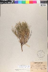 Chaetopappa ericoides image