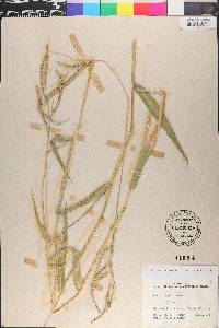 Urochloa mosambicensis image