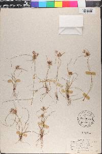 Cyperus retroflexus image