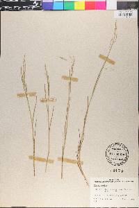Poa nemoralis image