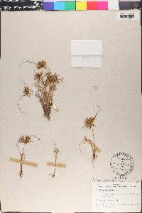 Cyperus flavescens image