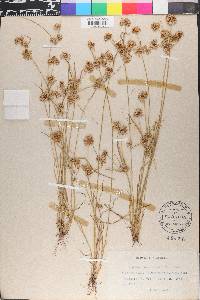 Cyperus acuminatus image