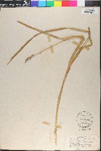 Carex conjuncta image