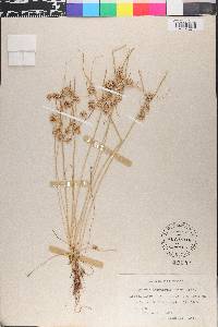 Cyperus acuminatus image
