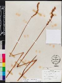 Spiranthes praecox image