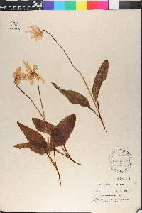 Erythronium montanum image