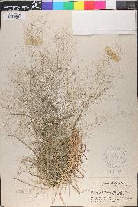 Eragrostis capillaris image