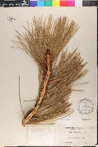 Pinus jeffreyi image