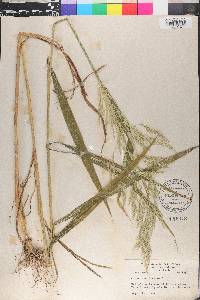 Cinna arundinacea image