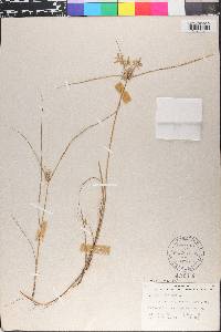 Cyperus flavescens image