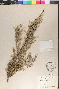 Juniperus procumbens image