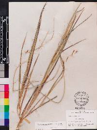 Chrysopogon pauciflorus image