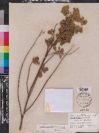 Garberia heterophylla image