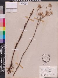 Eriogonum floridanum image