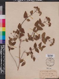 Eupatorium villosum image