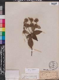 Pycnanthemum floridanum image