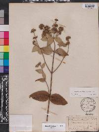 Pycnanthemum floridanum image