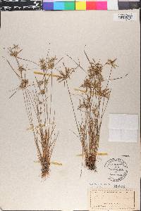 Cyperus flavescens image