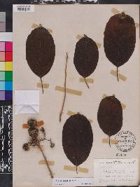 Cordia dichotoma image