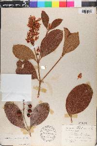Byrsonima crassifolia image