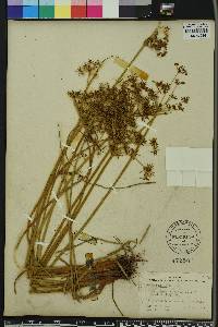 Cyperus haspan image