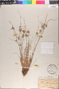 Cyperus flavescens image