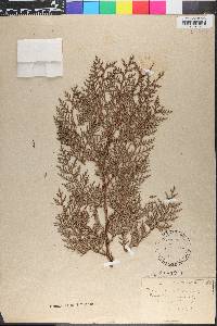 Fraxinus pauciflora image