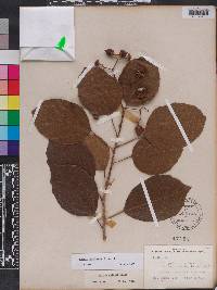 Cordia dichotoma image