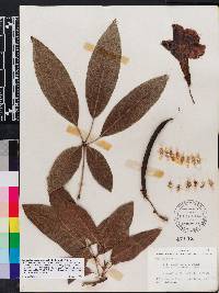 Tabebuia heterophylla image