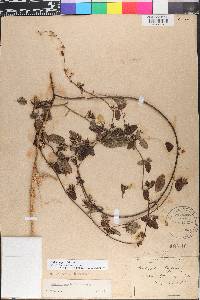 Galactia glabella image