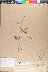 Galactia pinetorum image