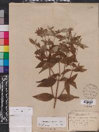 Pycnanthemum floridanum image