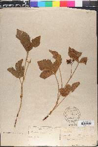 Rubus saxatilis image