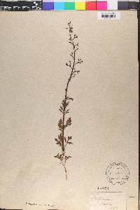 Scrophularia canina image