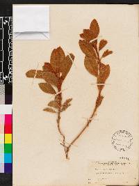 Lupinus diffusus image
