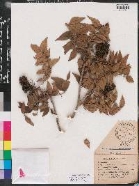 Zanthoxylum clava-herculis subsp. clava-herculis image