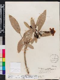 Tabebuia aurea image