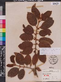 Colubrina arborescens image