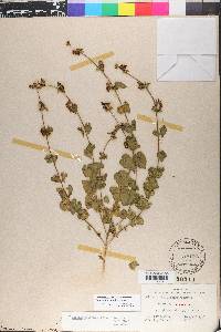 Matelea pubiflora image