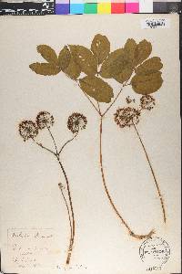 Aralia nudicaulis image