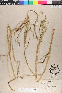 Urochloa mosambicensis image