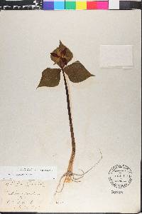 Trillium erectum image