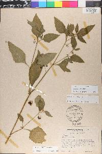 Solanum emulans image