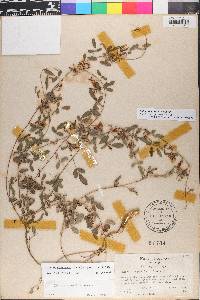 Galactia minor image