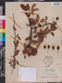 Malus angustifolia image