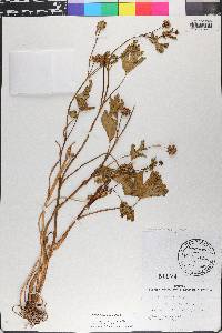 Ranunculus muricatus image