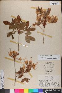 Rhododendron alabamense image