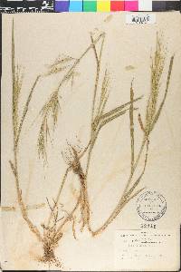 Bromus diandrus image