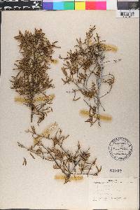Cneoridium dumosum image